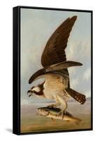 Osprey and Weakfish, 1829-John James Audubon-Framed Stretched Canvas