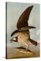 Osprey and Weakfish, 1829-John James Audubon-Stretched Canvas