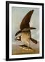 Osprey and Weakfish, 1829-John James Audubon-Framed Art Print