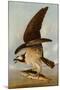 Osprey and Weakfish, 1829-John James Audubon-Mounted Art Print