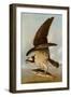 Osprey and Weakfish, 1829-John James Audubon-Framed Art Print