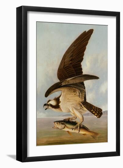 Osprey and Weakfish, 1829-John James Audubon-Framed Art Print