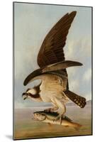 Osprey and Weakfish, 1829-John James Audubon-Mounted Art Print