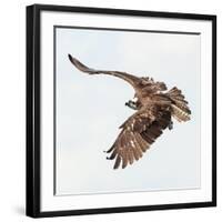 Osprey At Stick Marsh-Wink Gaines-Framed Giclee Print