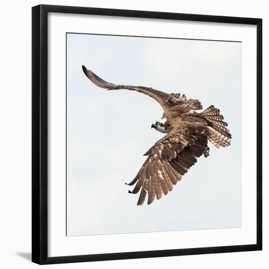 Osprey At Stick Marsh-Wink Gaines-Framed Giclee Print