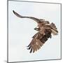 Osprey At Stick Marsh-Wink Gaines-Mounted Giclee Print