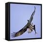 Osprey Carries Fish in Talons as it Flies over the Players Championship Golf Tournament in Florida-null-Framed Stretched Canvas
