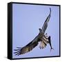 Osprey Carries Fish in Talons as it Flies over the Players Championship Golf Tournament in Florida-null-Framed Stretched Canvas