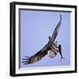 Osprey Carries Fish in Talons as it Flies over the Players Championship Golf Tournament in Florida-null-Framed Premium Photographic Print