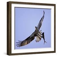 Osprey Carries Fish in Talons as it Flies over the Players Championship Golf Tournament in Florida-null-Framed Photographic Print