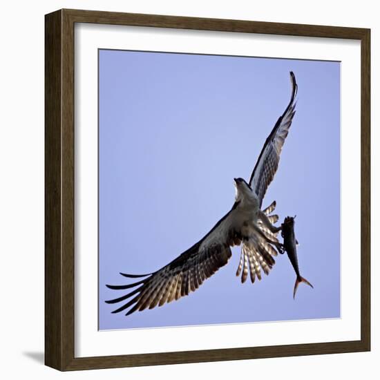 Osprey Carries Fish in Talons as it Flies over the Players Championship Golf Tournament in Florida-null-Framed Photographic Print