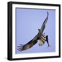 Osprey Carries Fish in Talons as it Flies over the Players Championship Golf Tournament in Florida-null-Framed Photographic Print