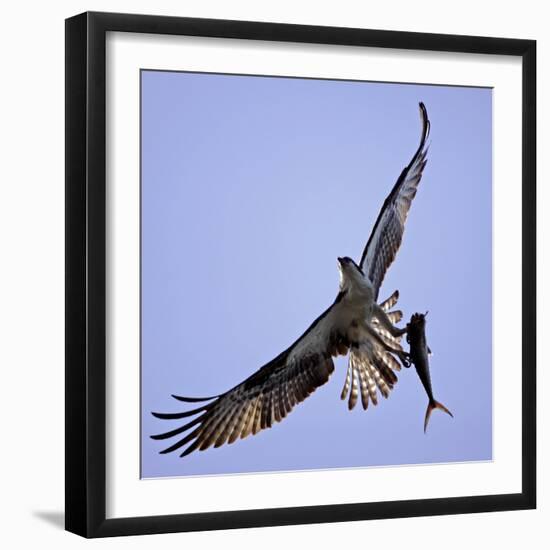 Osprey Carries Fish in Talons as it Flies over the Players Championship Golf Tournament in Florida-null-Framed Photographic Print