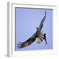 Osprey Carries Fish in Talons as it Flies over the Players Championship Golf Tournament in Florida-null-Framed Photographic Print