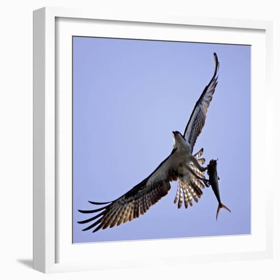 Osprey Carries Fish in Talons as it Flies over the Players Championship Golf Tournament in Florida-null-Framed Photographic Print