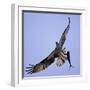 Osprey Carries Fish in Talons as it Flies over the Players Championship Golf Tournament in Florida-null-Framed Photographic Print