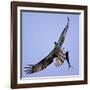 Osprey Carries Fish in Talons as it Flies over the Players Championship Golf Tournament in Florida-null-Framed Photographic Print