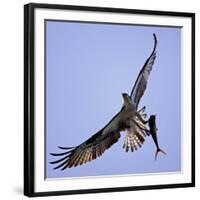 Osprey Carries Fish in Talons as it Flies over the Players Championship Golf Tournament in Florida-null-Framed Photographic Print