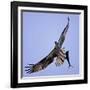 Osprey Carries Fish in Talons as it Flies over the Players Championship Golf Tournament in Florida-null-Framed Photographic Print