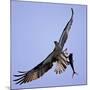 Osprey Carries Fish in Talons as it Flies over the Players Championship Golf Tournament in Florida-null-Mounted Photographic Print