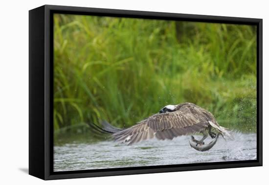 Osprey Catching Fish-null-Framed Stretched Canvas