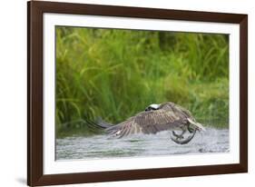 Osprey Catching Fish-null-Framed Photographic Print