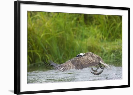 Osprey Catching Fish-null-Framed Photographic Print