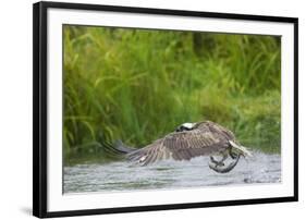 Osprey Catching Fish-null-Framed Photographic Print