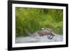 Osprey Catching Fish-null-Framed Photographic Print