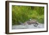 Osprey Catching Fish-null-Framed Photographic Print