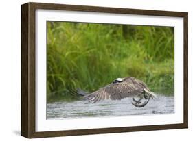 Osprey Catching Fish-null-Framed Photographic Print