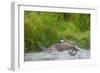 Osprey Catching Fish-null-Framed Photographic Print