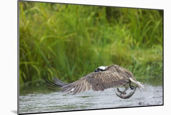 Osprey Catching Fish-null-Mounted Photographic Print