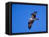 Osprey Chick in Flight-Charles Sleicher-Framed Stretched Canvas