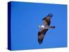 Osprey Chick in Flight-Charles Sleicher-Stretched Canvas