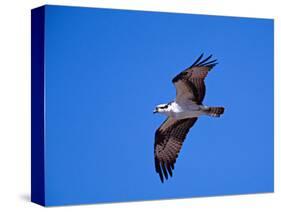 Osprey Chick in Flight-Charles Sleicher-Stretched Canvas