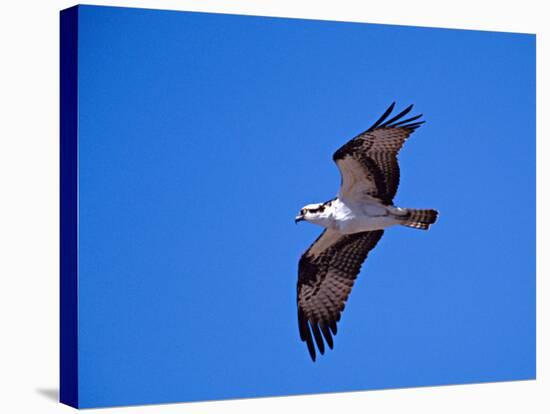 Osprey Chick in Flight-Charles Sleicher-Stretched Canvas