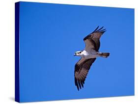 Osprey Chick in Flight-Charles Sleicher-Stretched Canvas