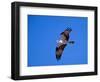 Osprey Chick in Flight-Charles Sleicher-Framed Photographic Print