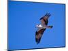 Osprey Chick in Flight-Charles Sleicher-Mounted Photographic Print