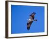 Osprey Chick in Flight-Charles Sleicher-Framed Photographic Print