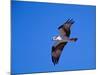 Osprey Chick in Flight-Charles Sleicher-Mounted Photographic Print