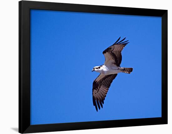 Osprey Chick in Flight-Charles Sleicher-Framed Photographic Print