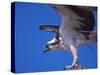 Osprey Close-up-Charles Sleicher-Stretched Canvas