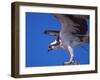 Osprey Close-up-Charles Sleicher-Framed Photographic Print