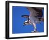 Osprey Close-up-Charles Sleicher-Framed Photographic Print
