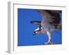 Osprey Close-up-Charles Sleicher-Framed Photographic Print