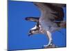 Osprey Close-up-Charles Sleicher-Mounted Photographic Print