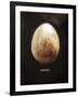 Osprey Egg-Chris Dunker-Framed Giclee Print