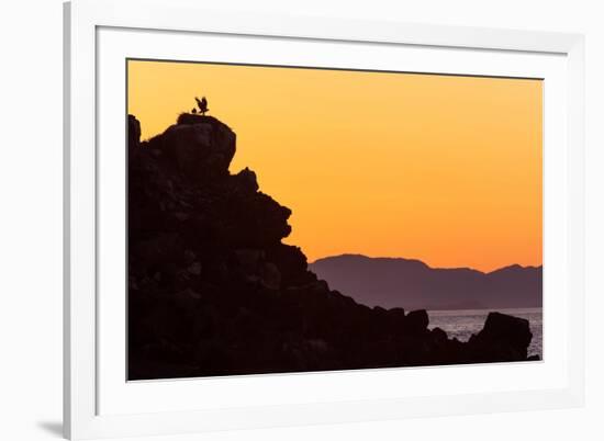 Osprey fledgling strengthening wing in nest, Mexico-Claudio Contreras-Framed Photographic Print